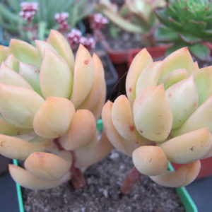 Sedum adolphi