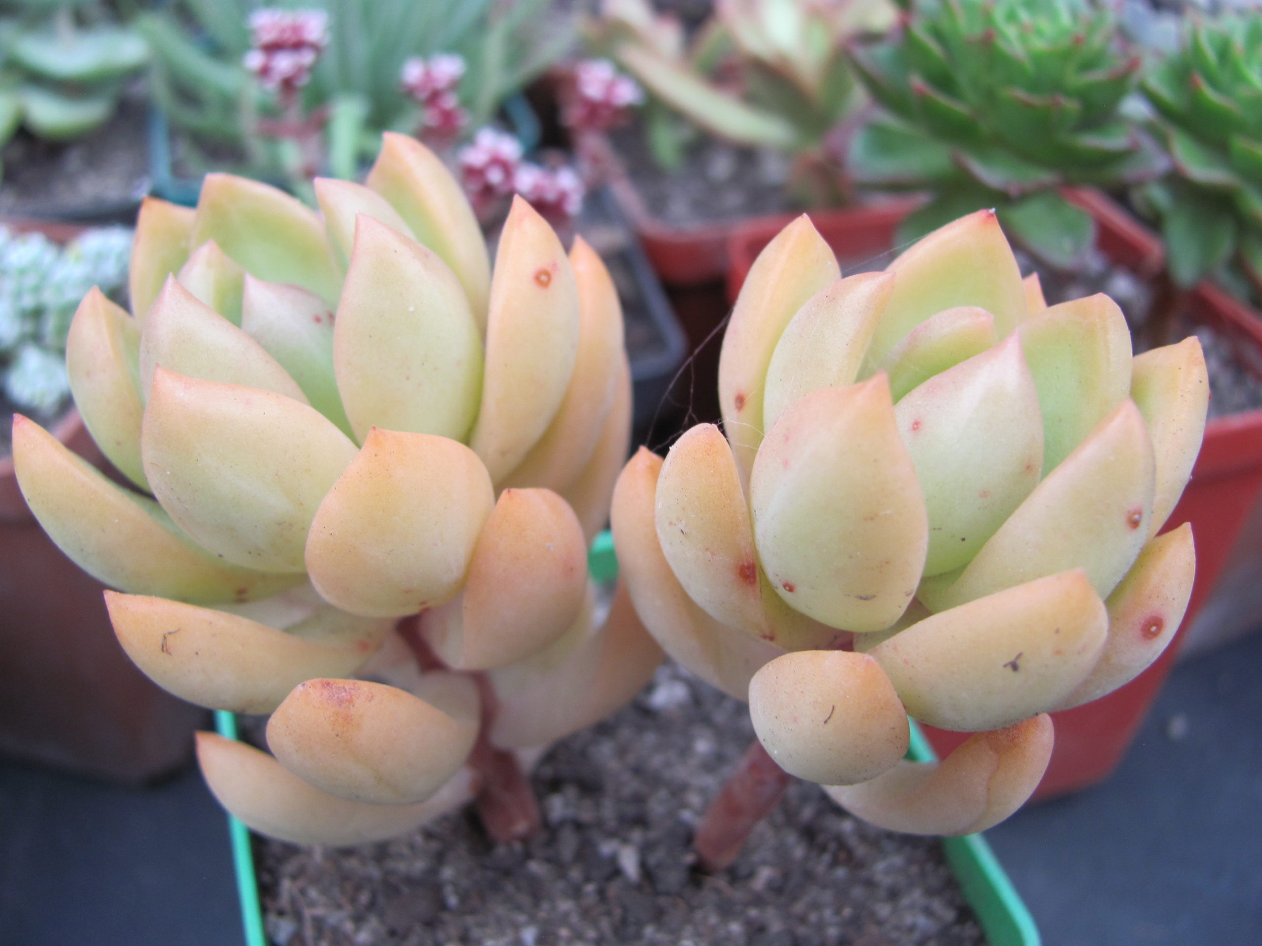 Sedum adolphi