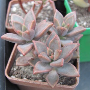Sedeveria *Bronze Beauty*