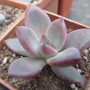 Echeveria   hybr.   #55      (Italy)
