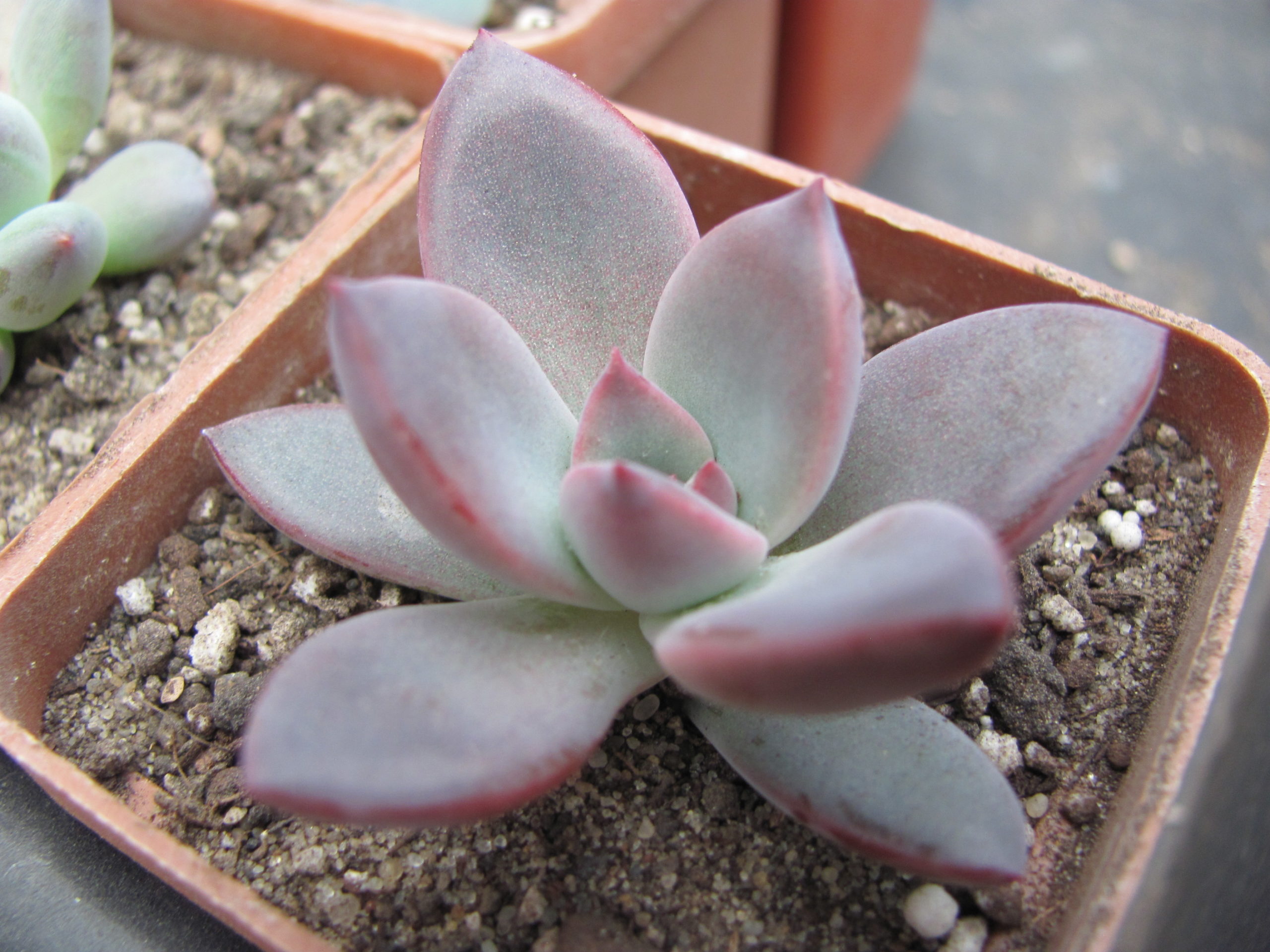 Echeveria   hybr.   #55      (Italy)