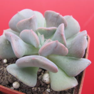 Echeveria  Cubic Frost