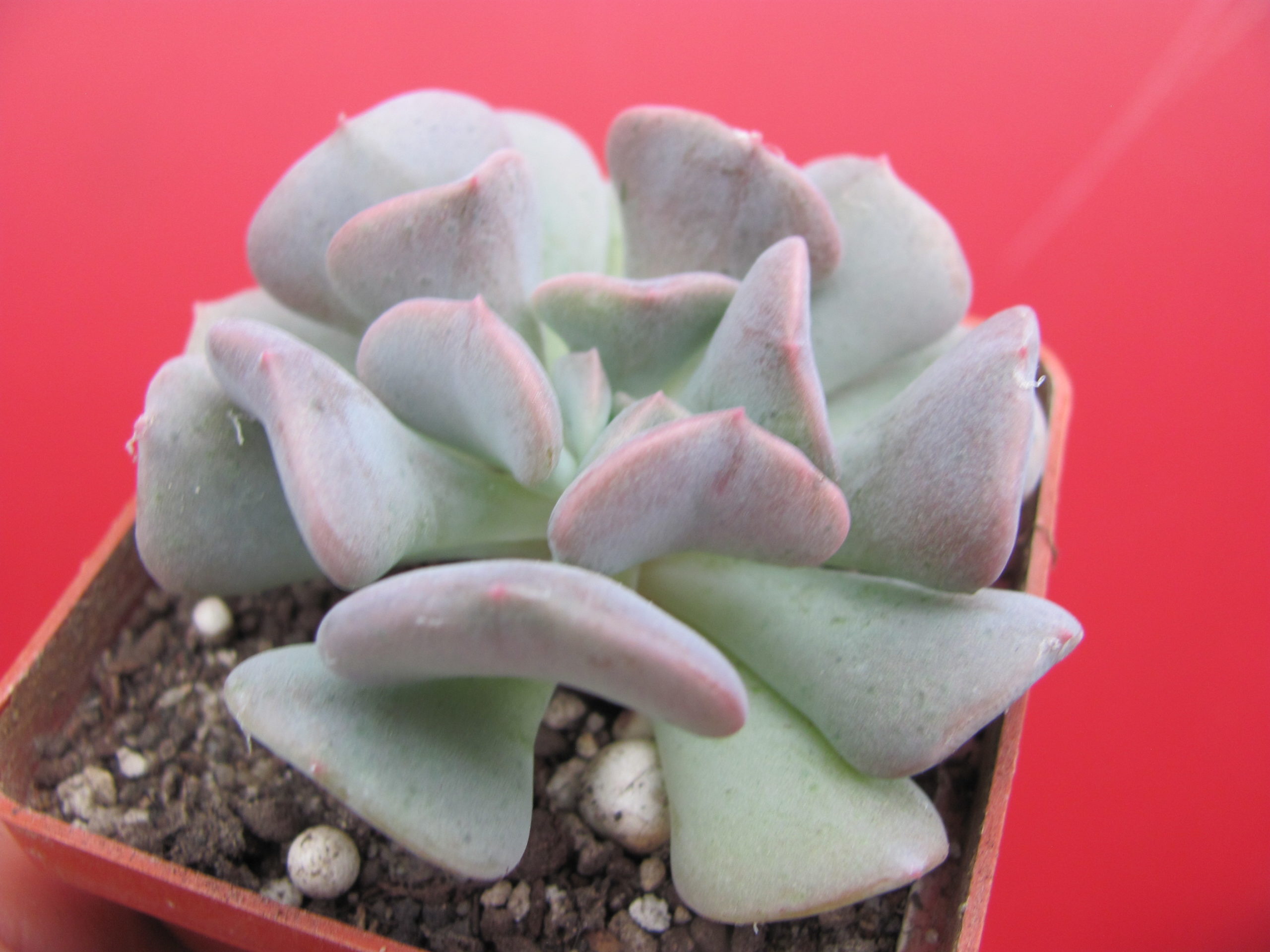 Echeveria  Cubic Frost