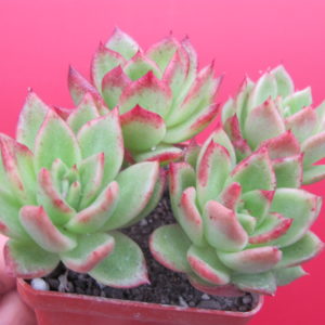 Echeveria Gilva
