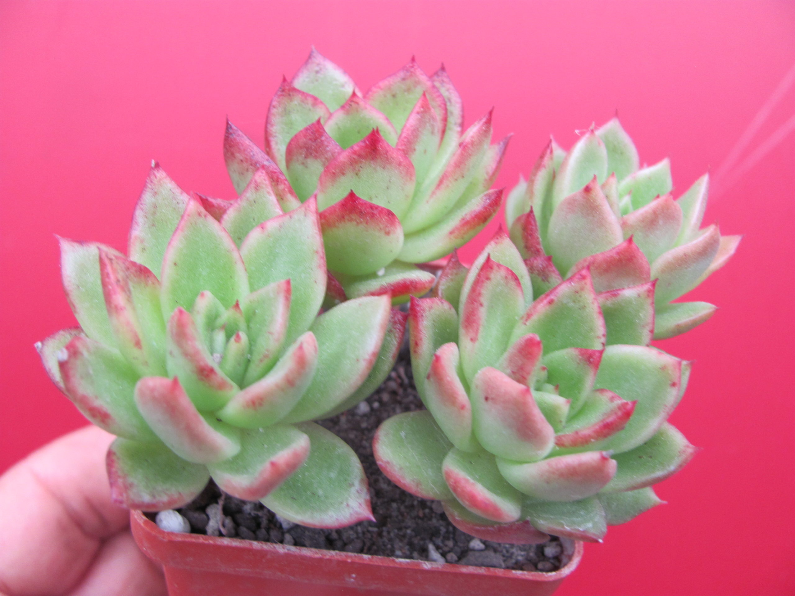 Echeveria Gilva