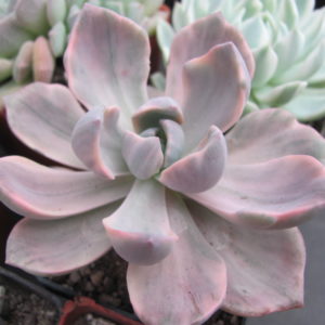 Echeveria   Mrs. Richards  variegata