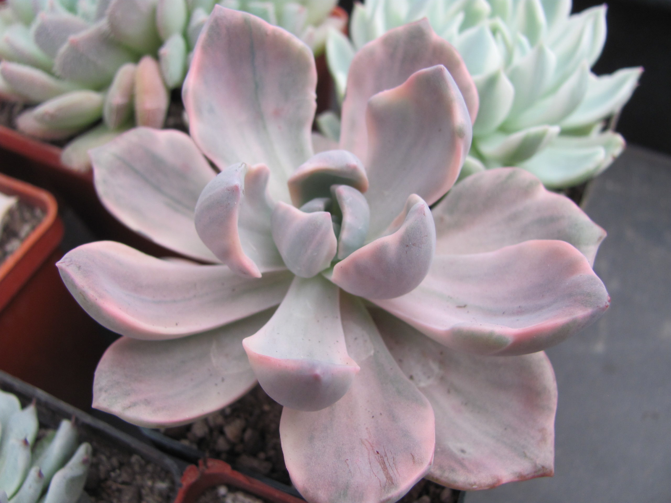 Echeveria   Mrs. Richards  variegata