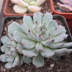 Echeveria cuspidata zaragoza
