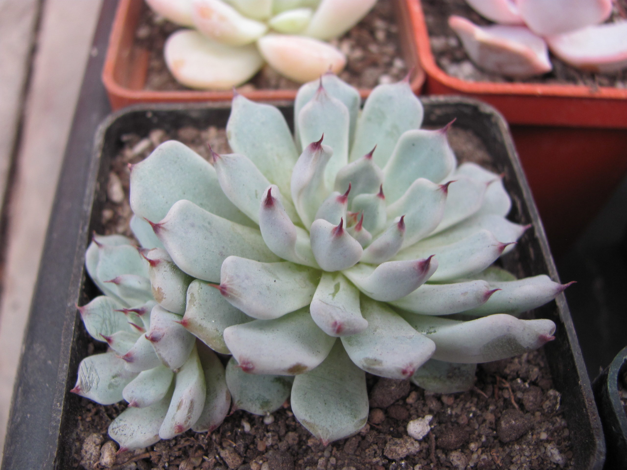 Echeveria cuspidata zaragoza