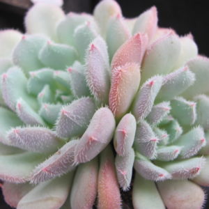 Echeveria   *Comet*