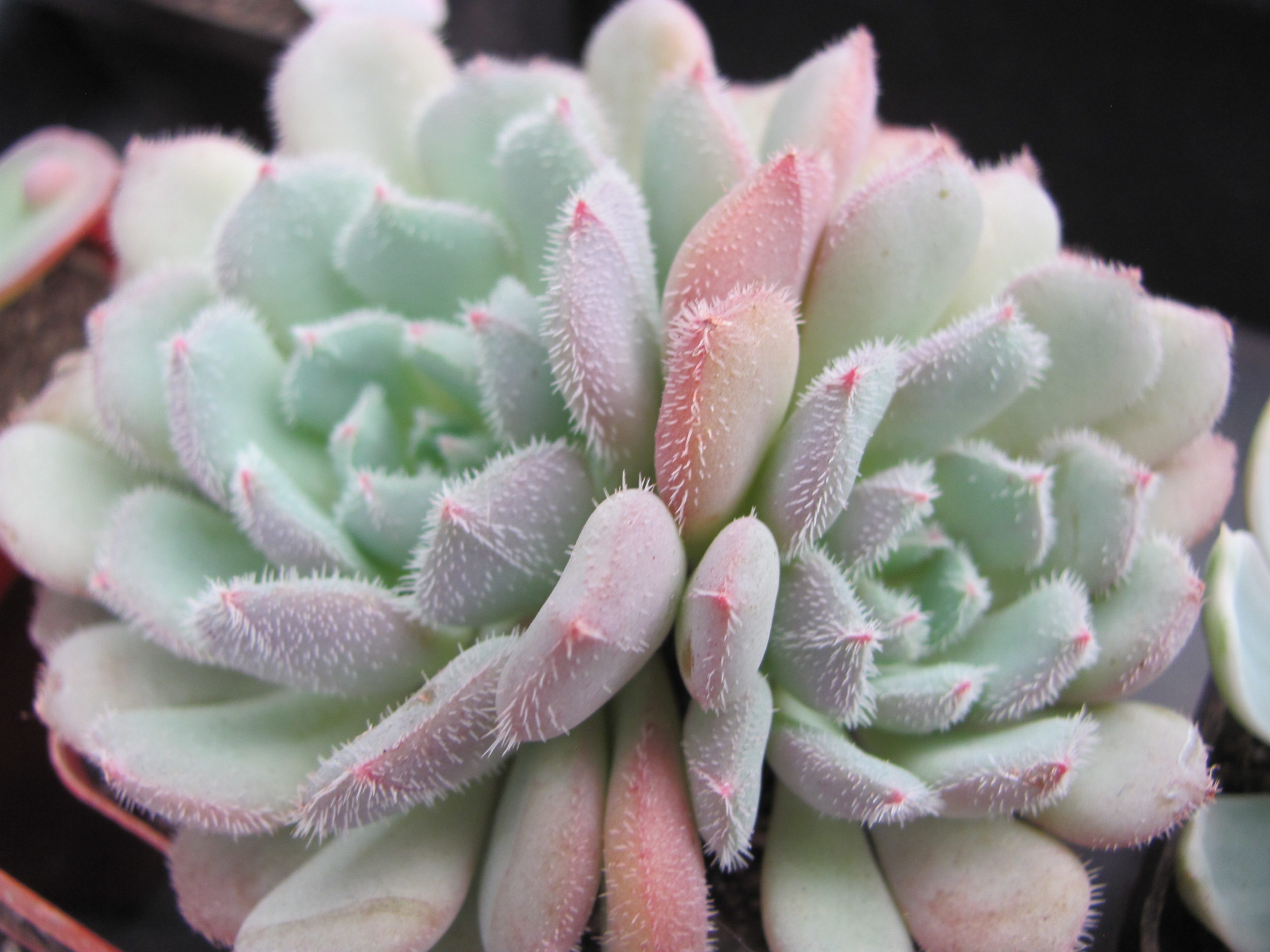 Echeveria   *Comet*