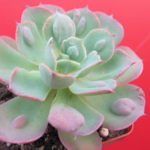 Echeveria  Raindrops x Parva