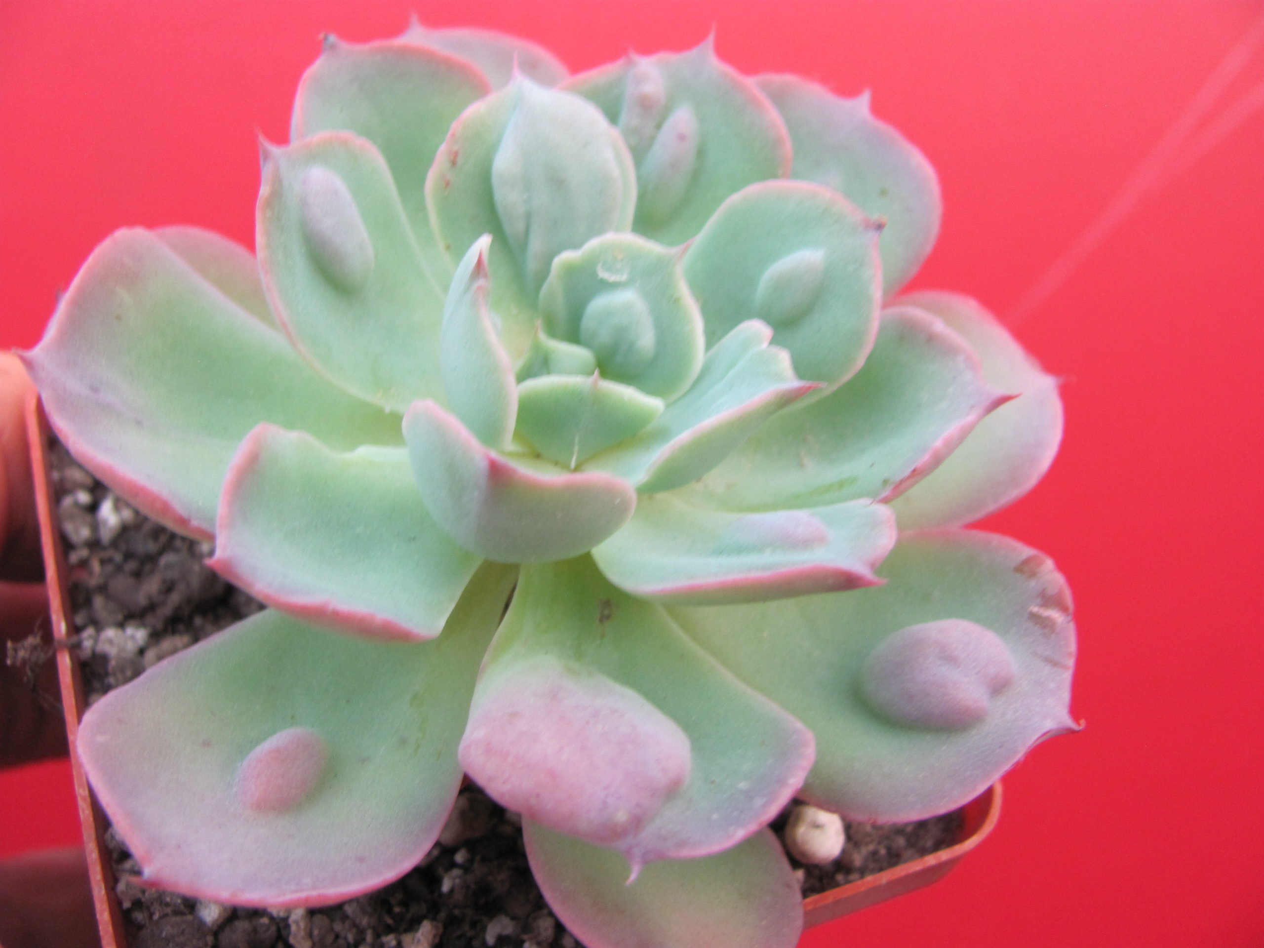Echeveria  Raindrops x Parva