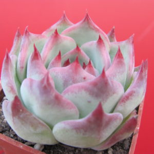 Echeveria   chihuahuensis Ruby Blush