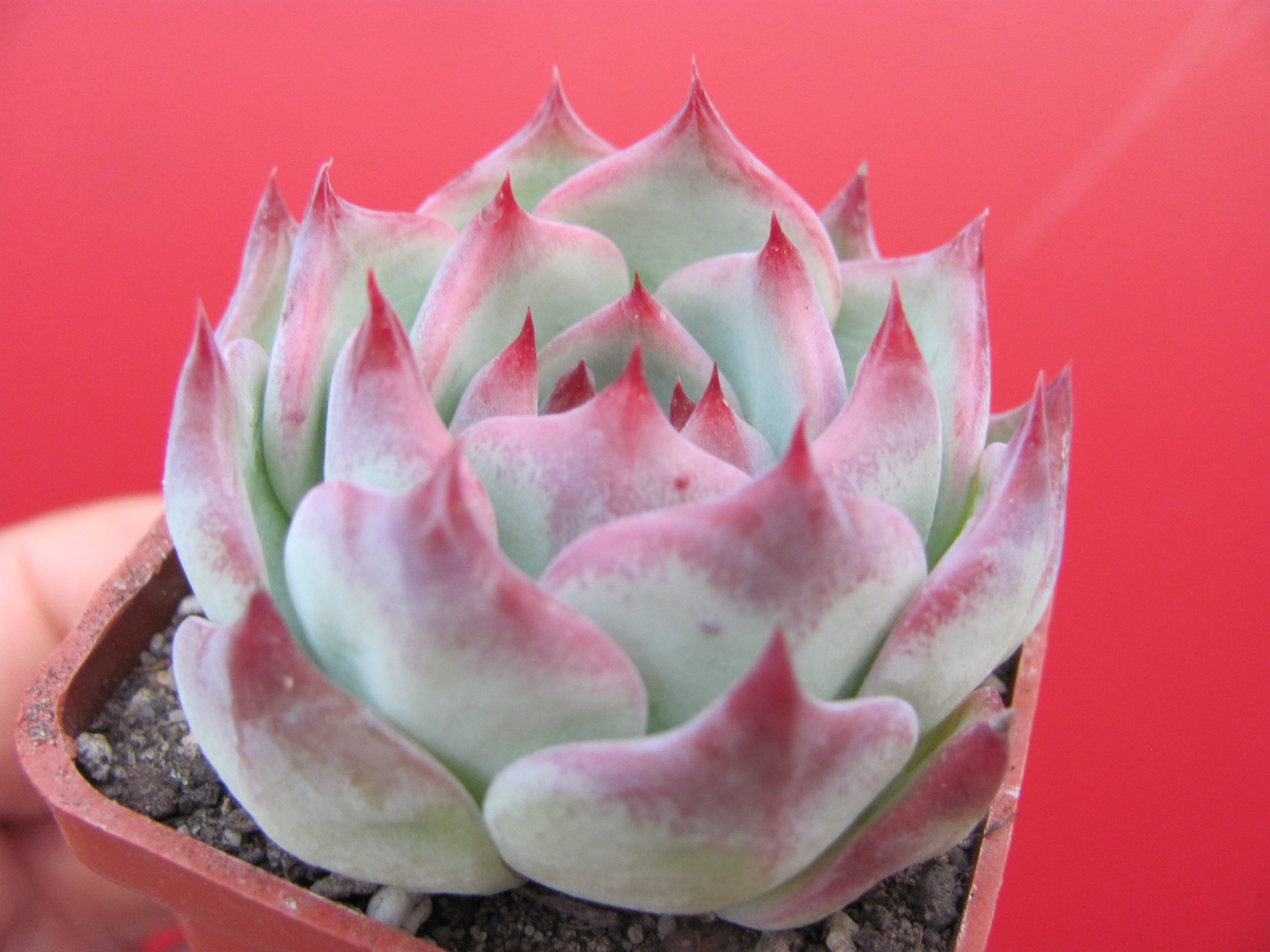 Echeveria   chihuahuensis Ruby Blush