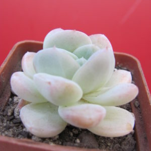 Echeveria  hybr.   #19