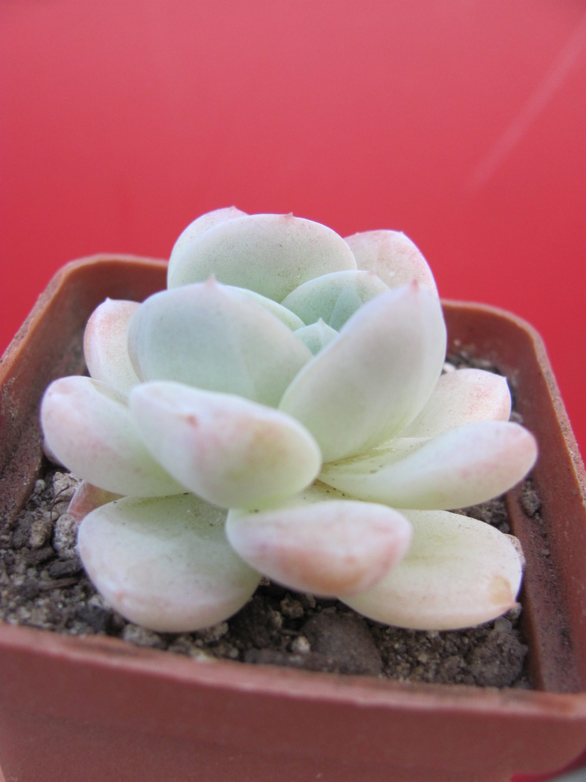 Echeveria  hybr.   #19