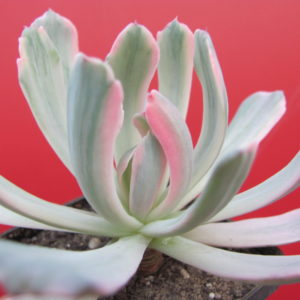 Echeveria  hoveyi variegata