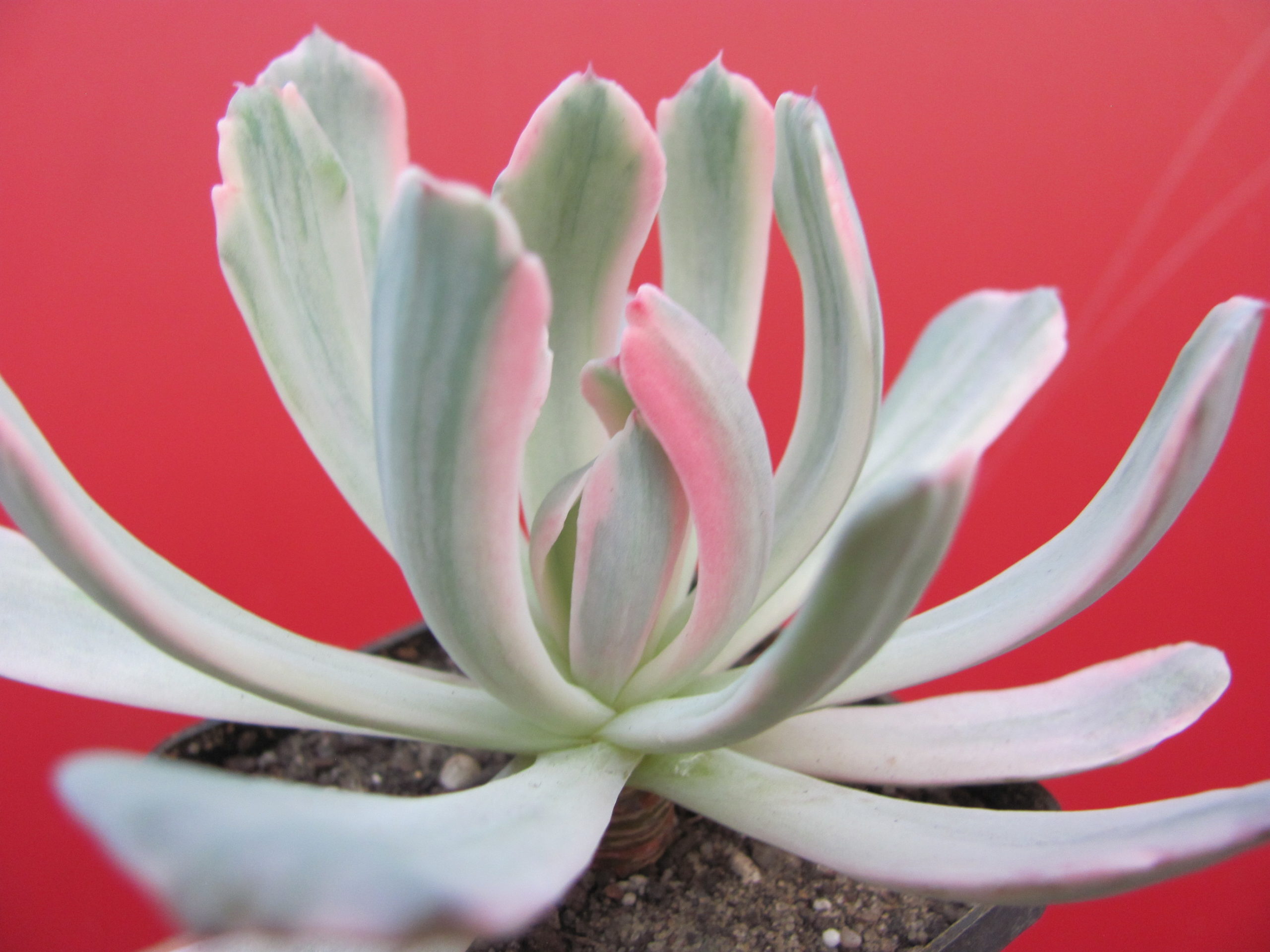 Echeveria  hoveyi variegata
