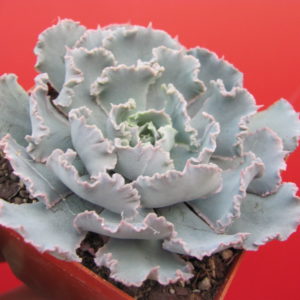 Echeveria *Curly Pearl*
