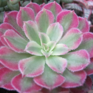 Aeonium Mardi Gras