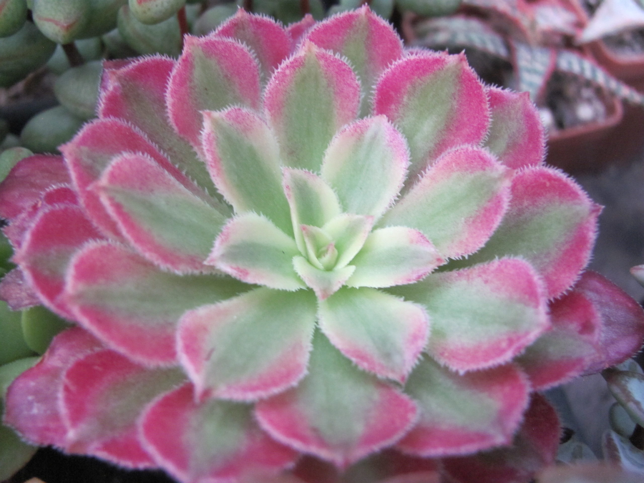 Aeonium Mardi Gras