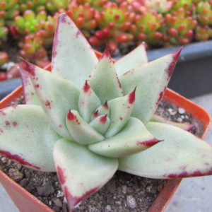 Echeveria  Romeo x Rubin