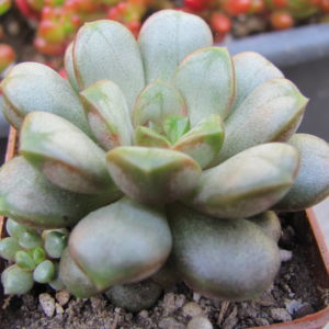 Echeveria amethorum