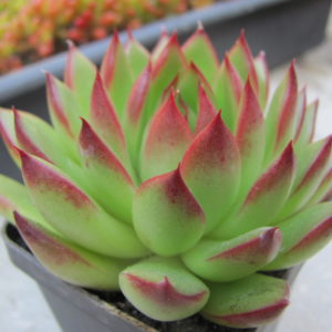 Echeveria agavoides Christmas
