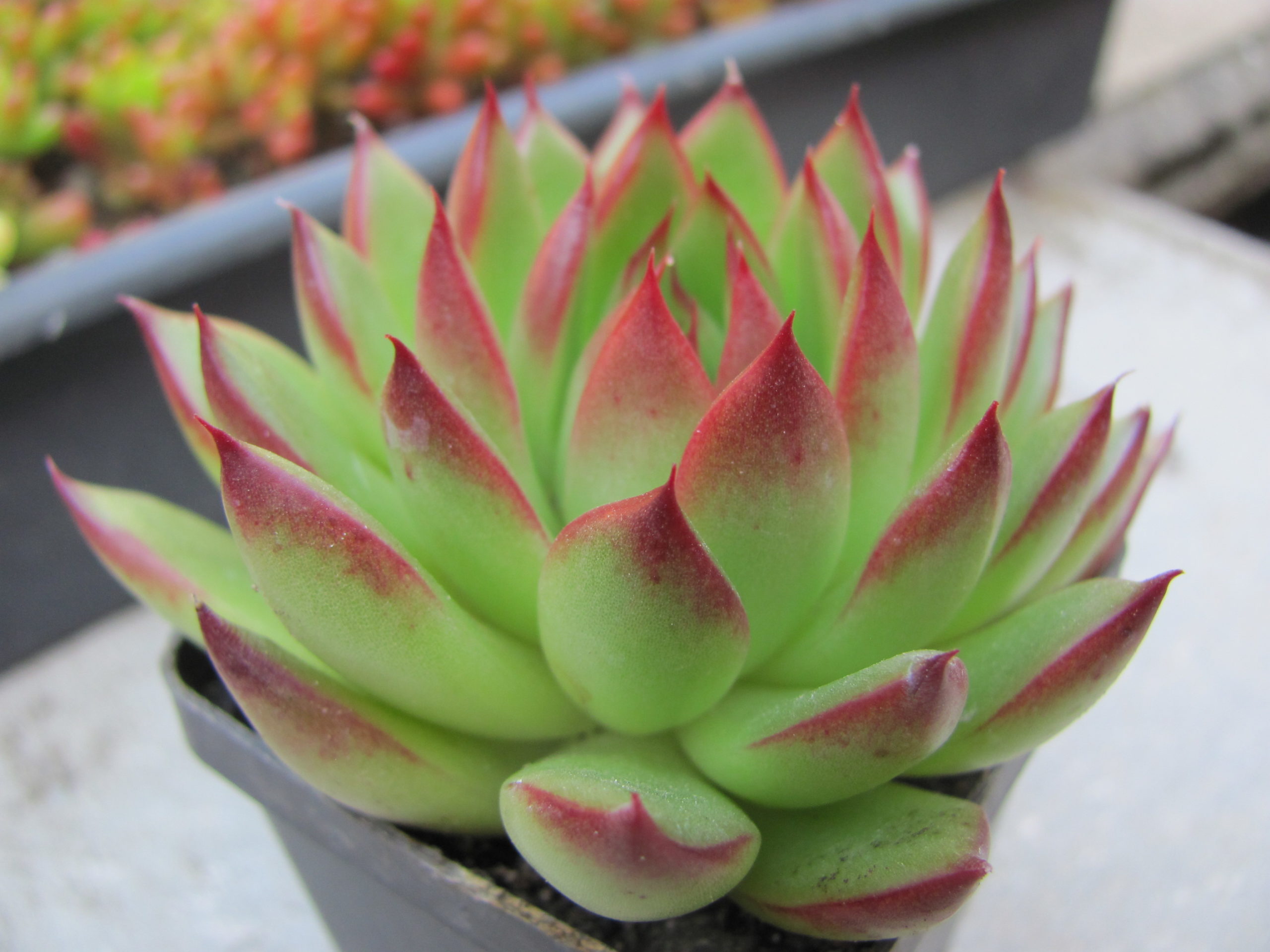 Echeveria agavoides Christmas