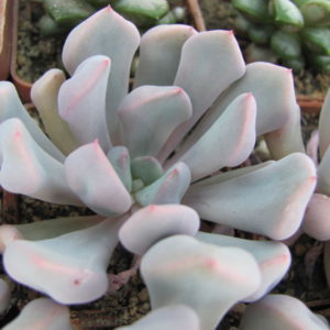 Echeveria Cupid