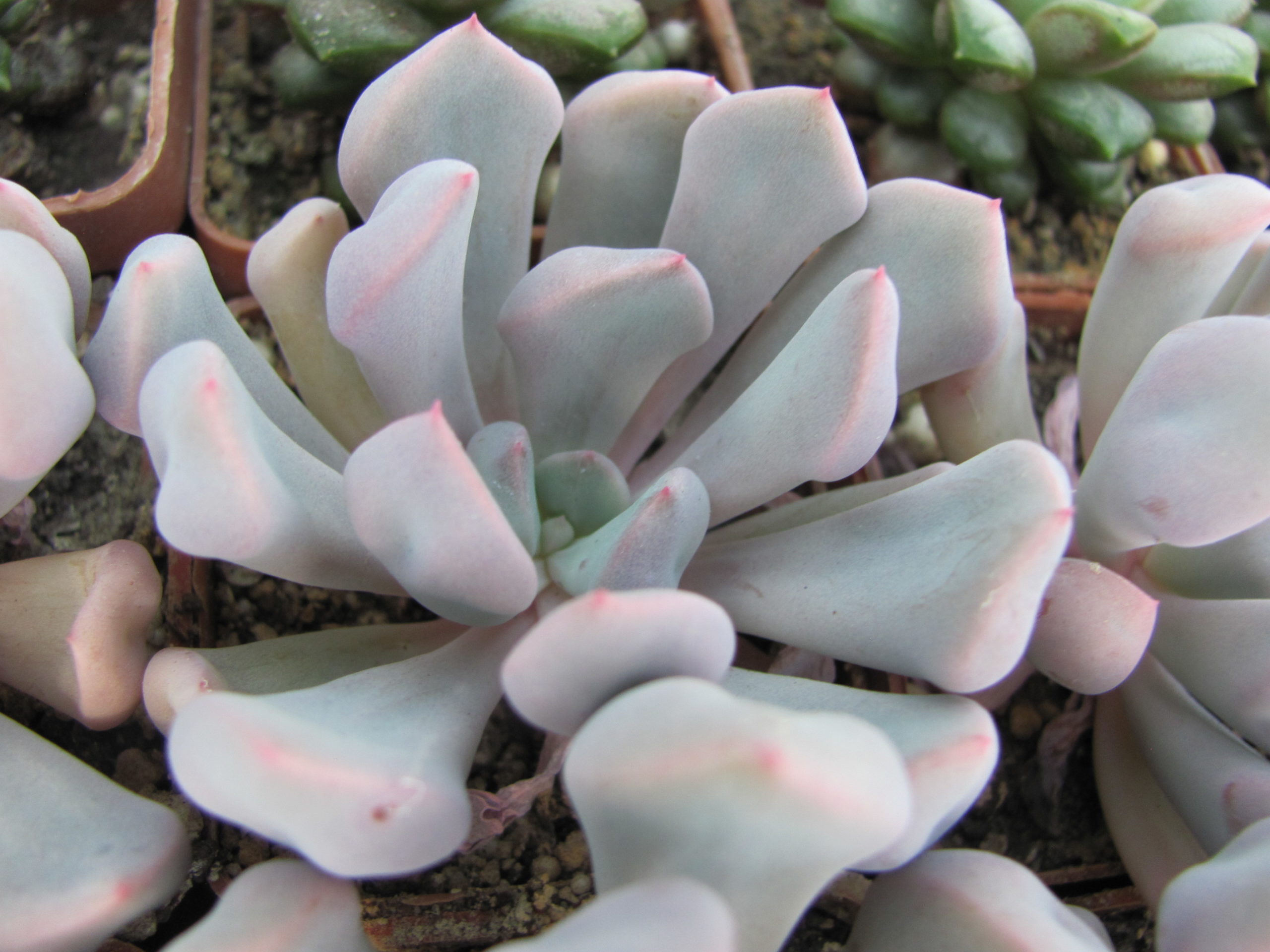 Echeveria Cupid