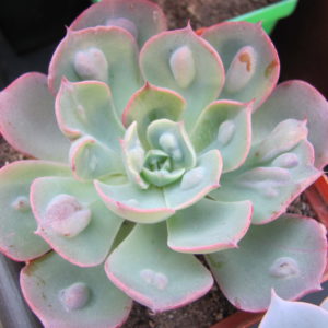 Echeveria Raindrops x Parva