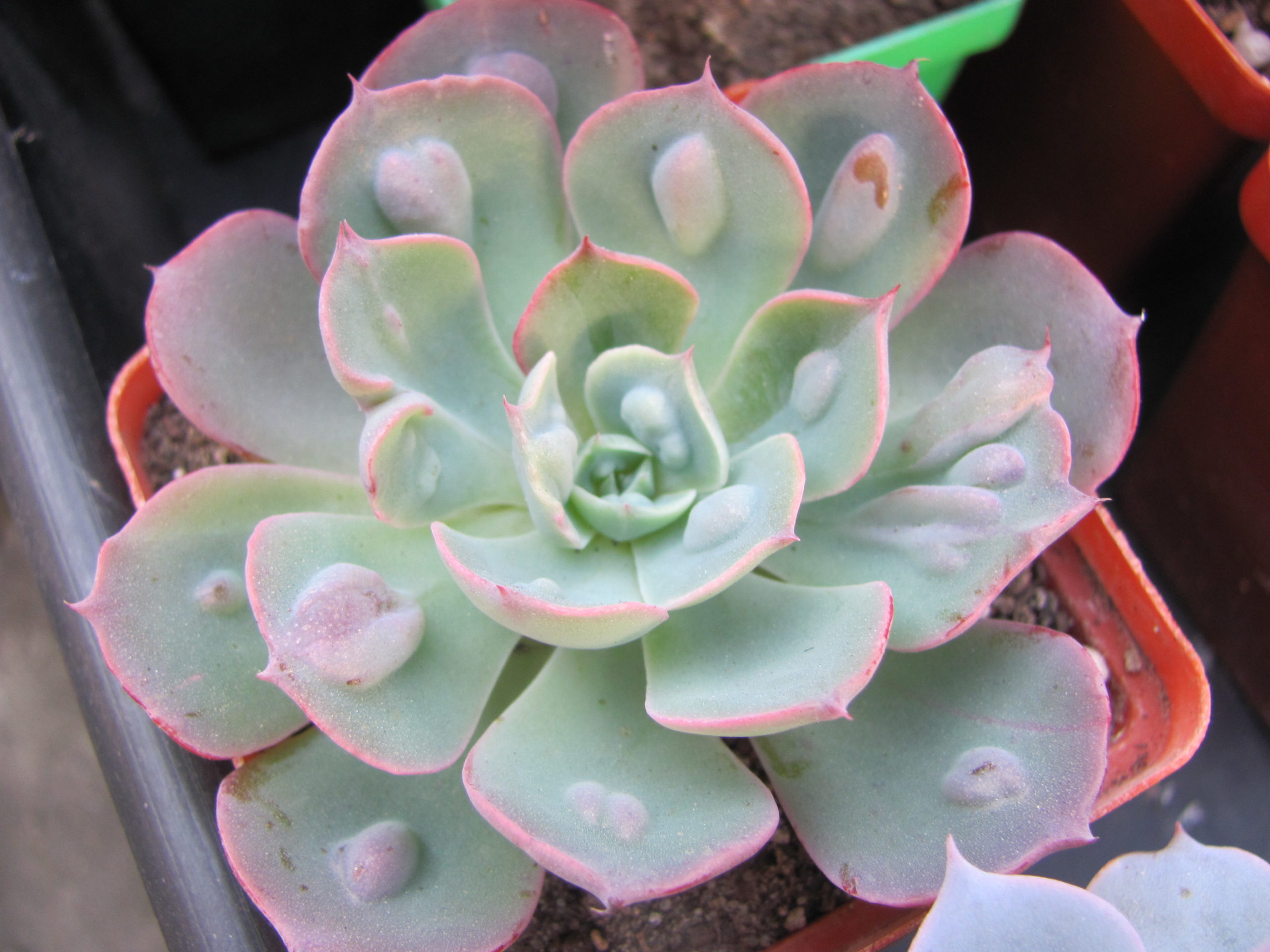 Echeveria Raindrops x Parva