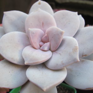 Graptopetalum superbum