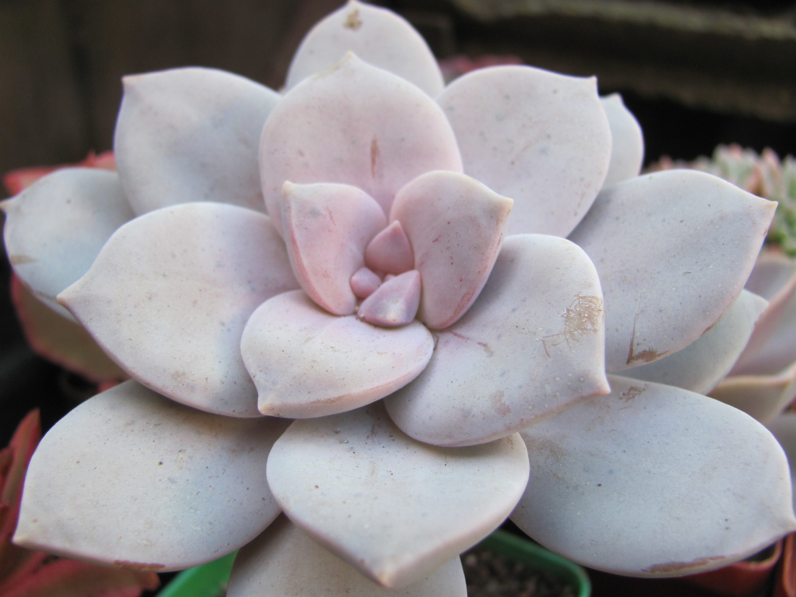 Graptopetalum superbum