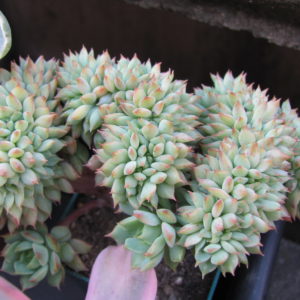 Echeveria Ramillete cristata