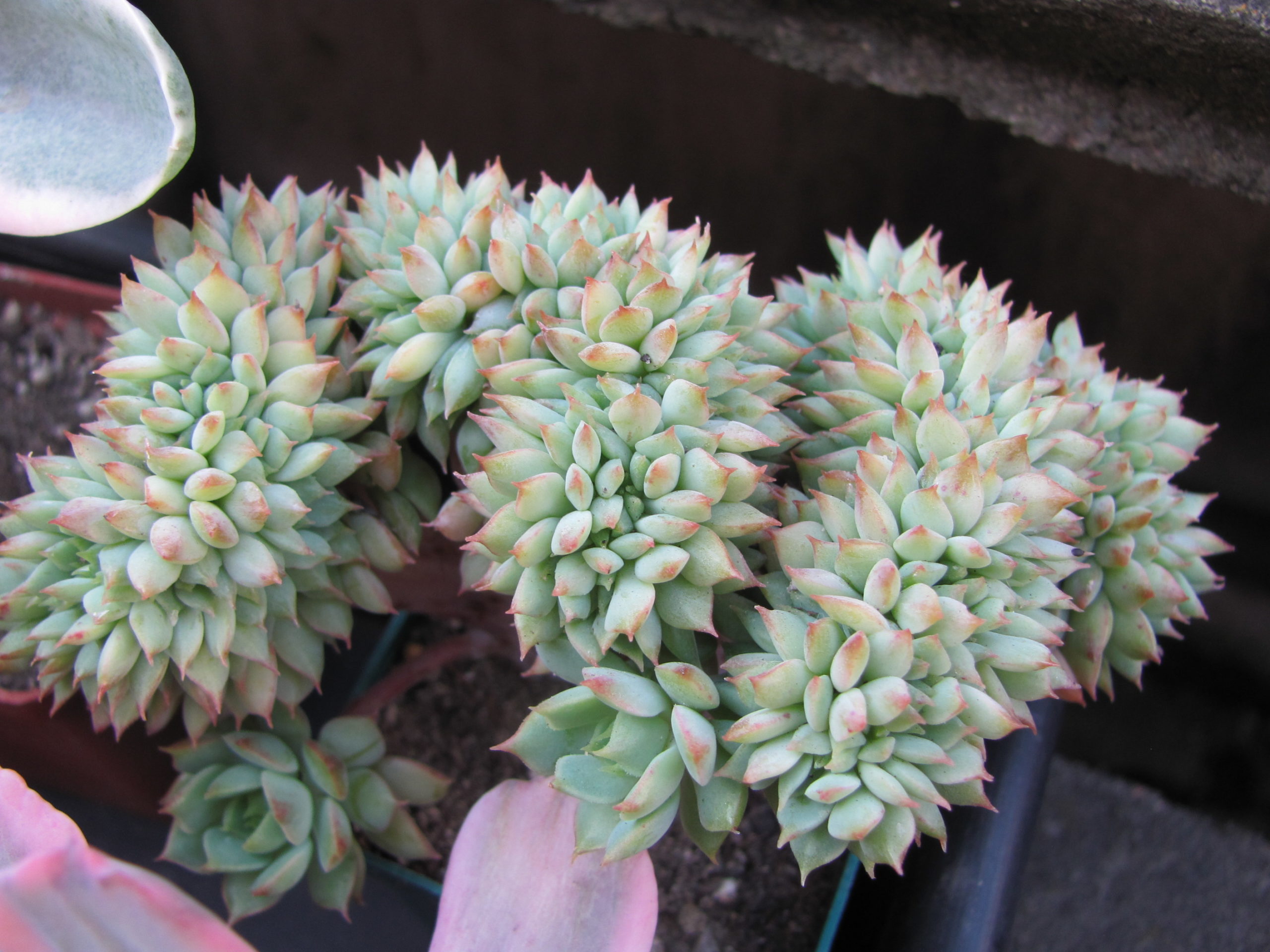 Echeveria Ramillete cristata