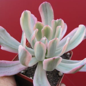 Echeveria   hoveyi variegata