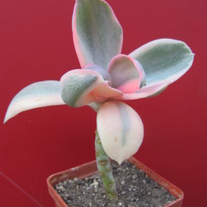 Echeveria Metallica Decorum
