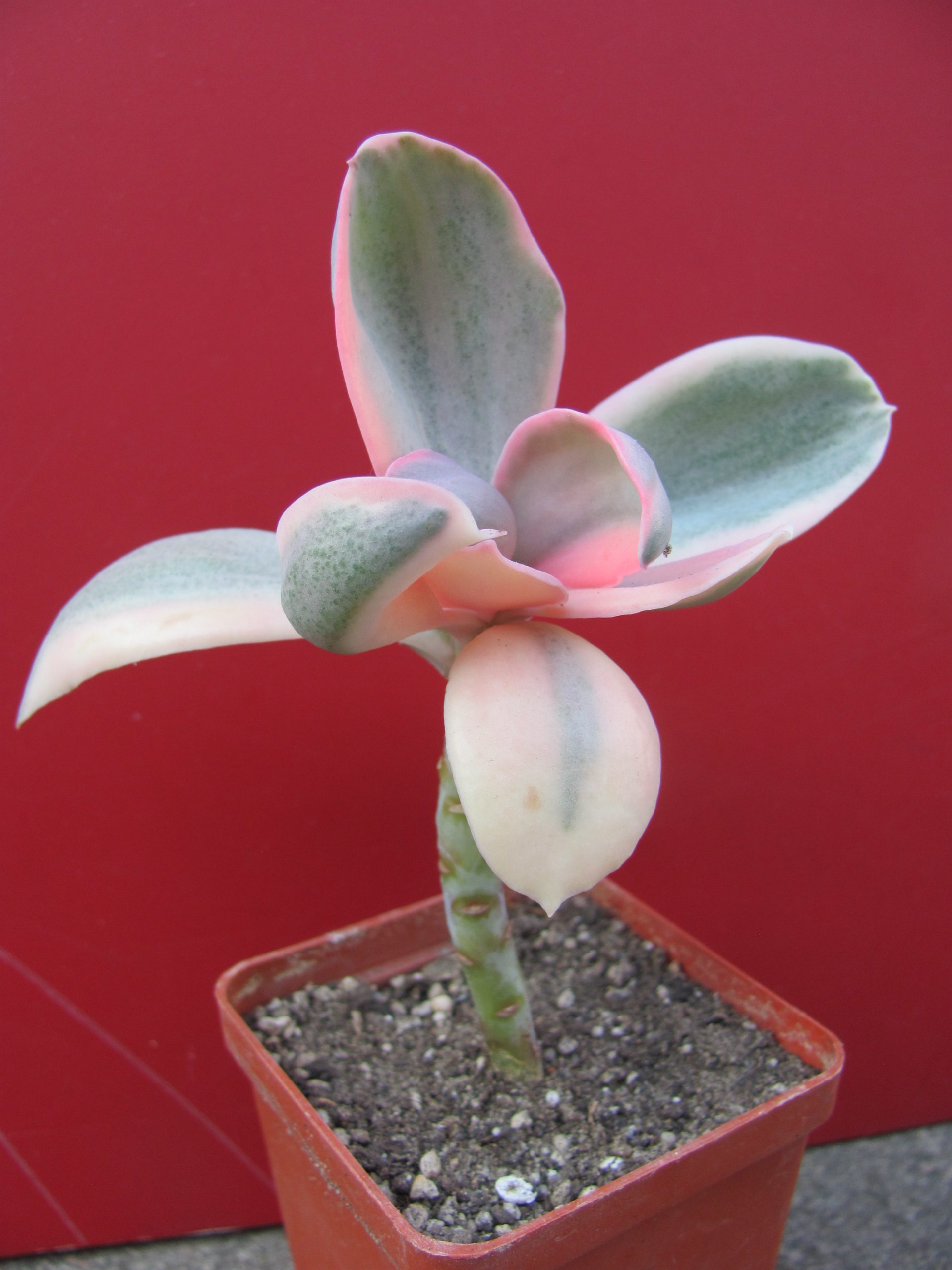 Echeveria Metallica Decorum