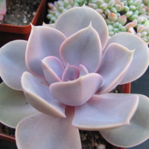 Echeveria Perle von Nurnberg