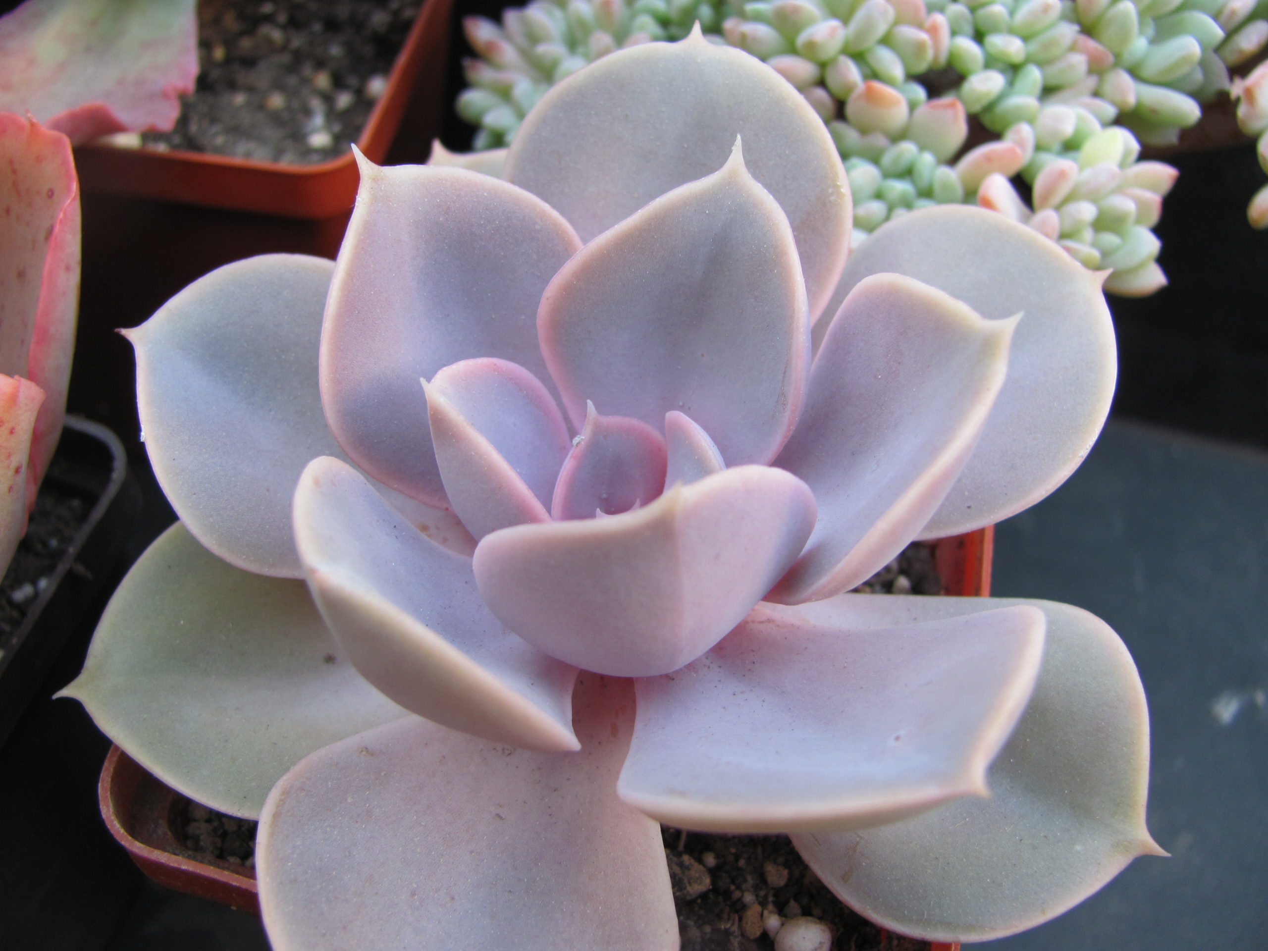 Echeveria Perle von Nurnberg
