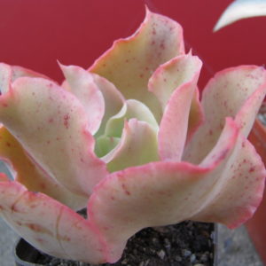 Echeveria