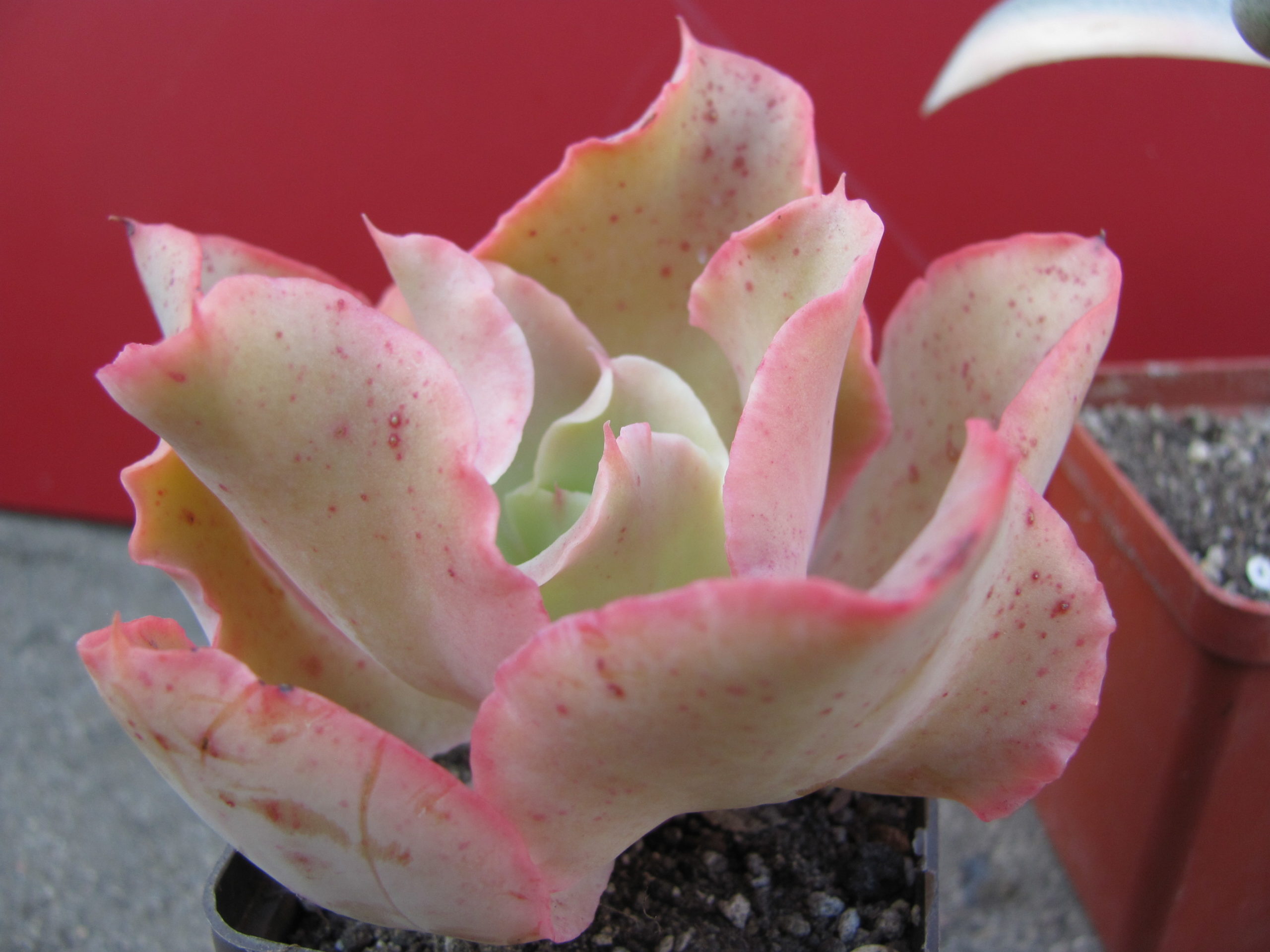 Echeveria