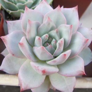 Echeveria Blue Bird