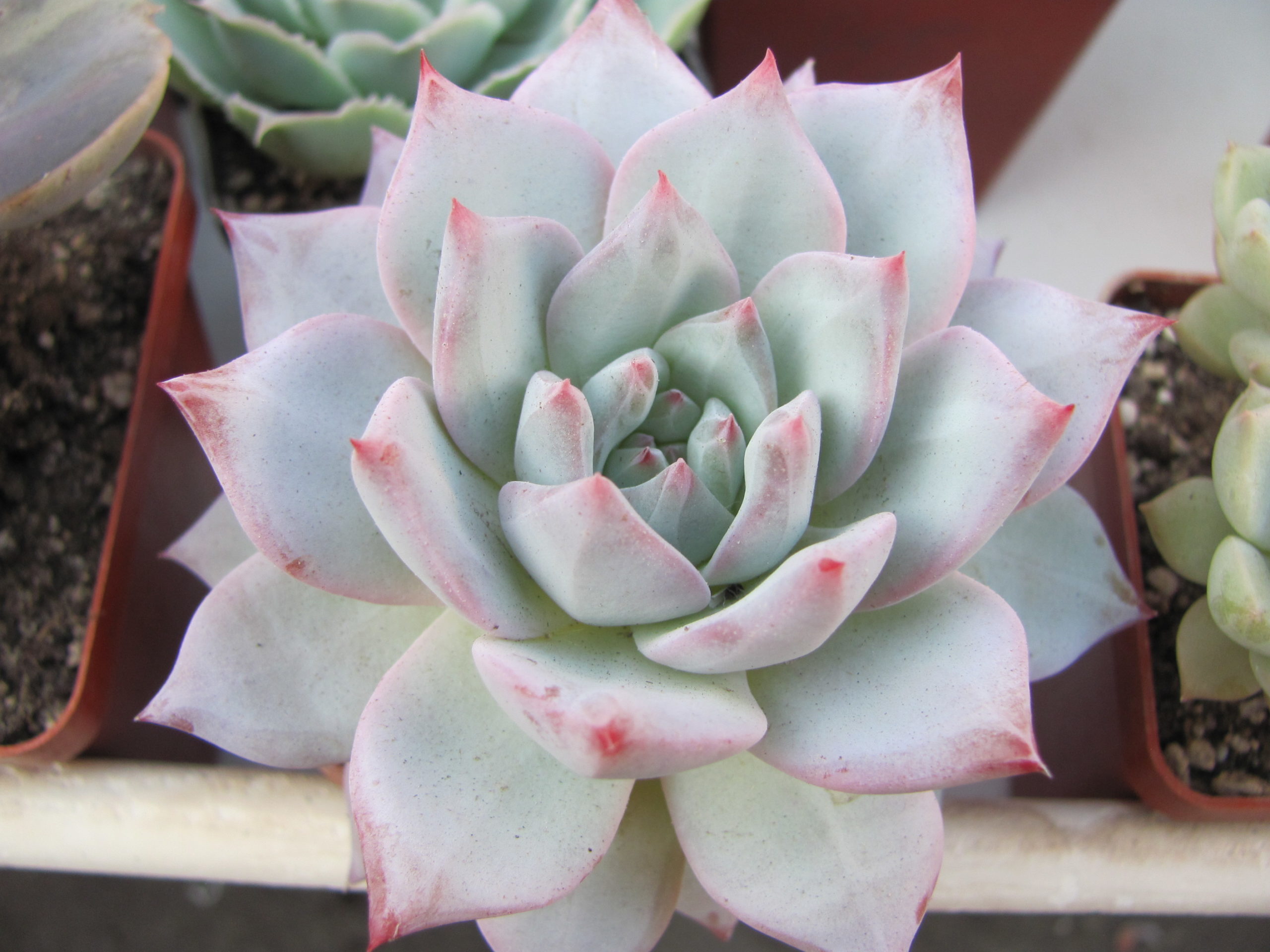 Echeveria Blue Bird