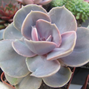 Echeveria  Perle von Nurnberg   *Monstr*