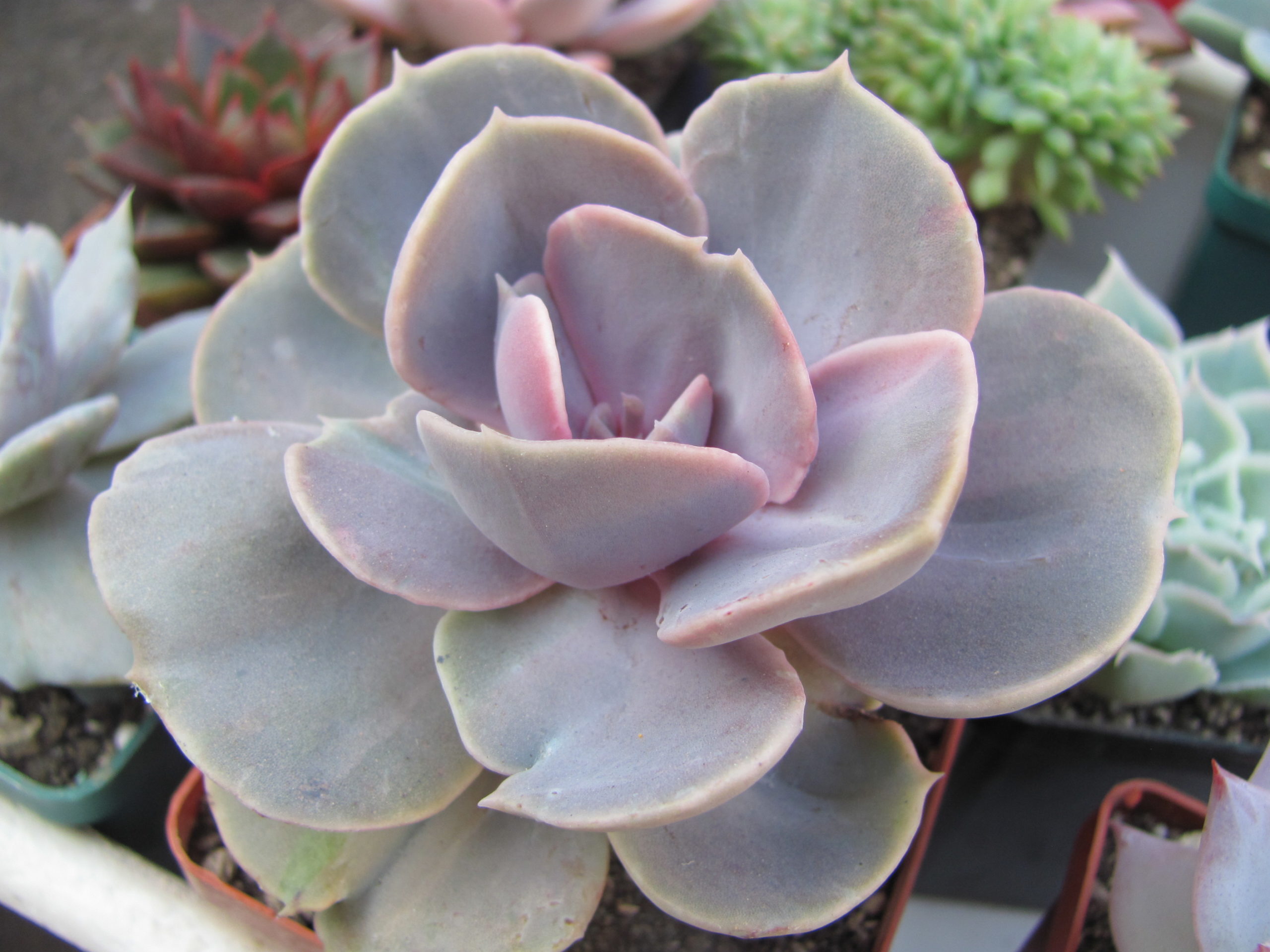 Echeveria  Perle von Nurnberg   *Monstr*