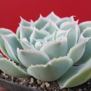 Echeveria Laguna Sanchez